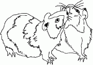 coloring picture of two guinea pigs