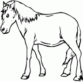 coloring picture of horse 2