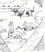coloring picture of trree kangaroo and ostrich in a zoo