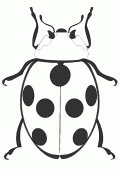 coloring picture of ladybird seen of top