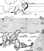 coloring picture of a lion in a zoo with leopards
