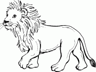 coloring picture of a young lion cub