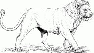 coloring picture of king of the jungle the lion
