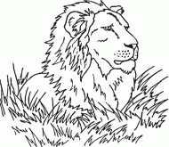 coloring picture of lion in savanna