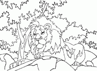 coloring picture of mature male of a pride