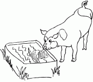 coloring picture of pig which drinks water
