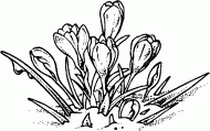 coloring picture of Crocus cultivars