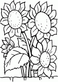 coloring picture of sunflower turn towards the sun