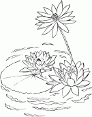 coloring picture of water lily on a lake