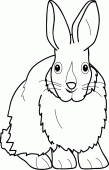 coloring picture of a beautiful rabbit