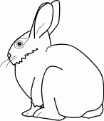 coloring picture of rabbit who wants to eat carrots