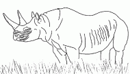 coloring picture of rhinoceros in savanna