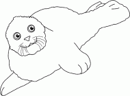 coloring picture of Greenland seal