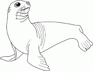 coloring picture of Sea lions