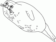 coloring picture of a big harbor seal