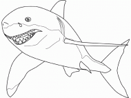 coloring picture of great white shark
