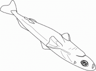 coloring picture of luminous shark cigar shark