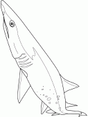 coloring picture of sand tiger shark