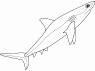 coloring picture of shark 2