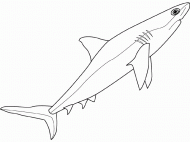 Coloring pictures of shark