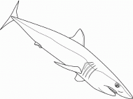 coloring picture of shortfin mako shark