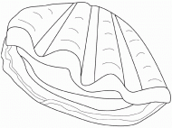 coloring picture of clam