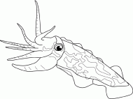 coloring picture of cuttlefish