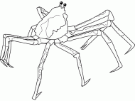 coloring picture of japanese spider crab