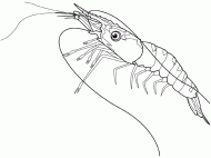 coloring picture of shrimp