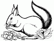 coloring picture of Squirrel and some nuts