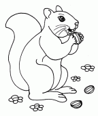 coloring picture of Squirrel eat nut