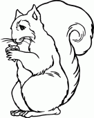 coloring picture of Squirrel