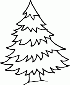 coloring picture of fir tree