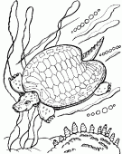 coloring picture of underwater tortoise in the sea