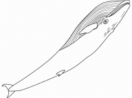 coloring picture of blue whale