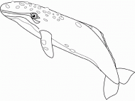 coloring picture of gray whale