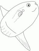 coloring picture of ocean sunfish