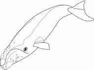 coloring picture of right whale