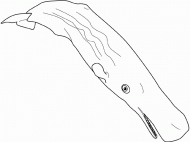coloring picture of sper mwhale