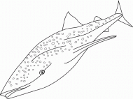 coloring picture of whale shark