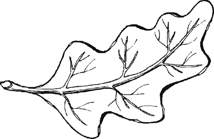 leaf