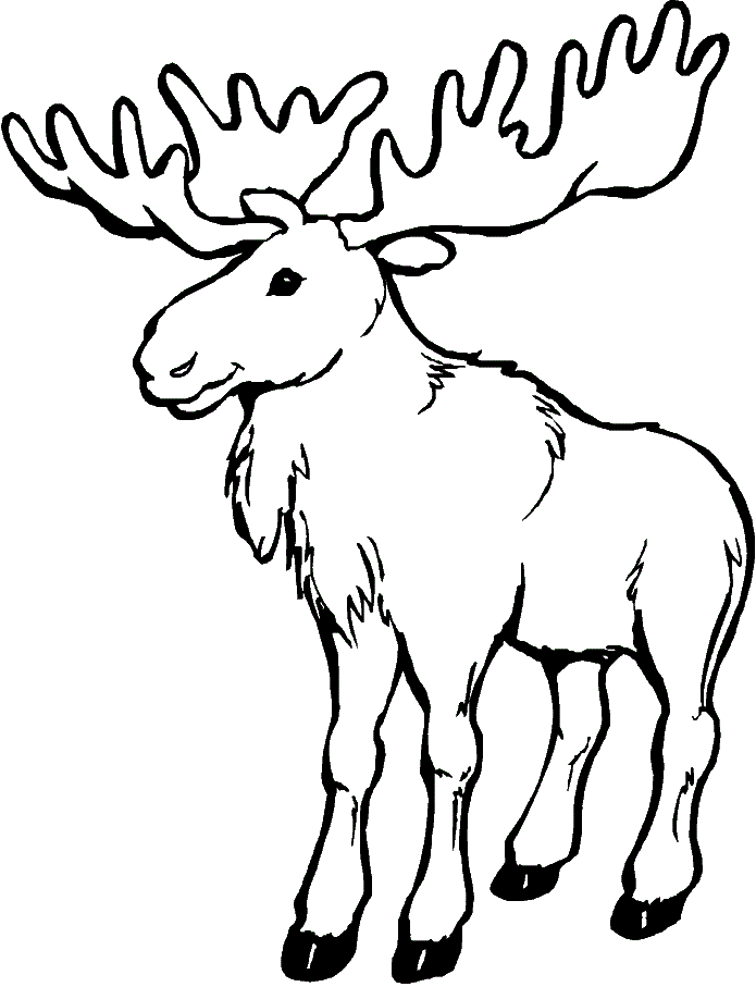 caribou