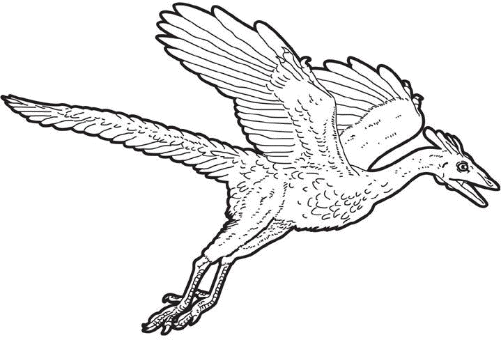 archaeopteryx