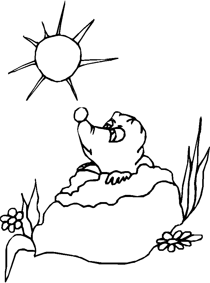 Groundhog and sun