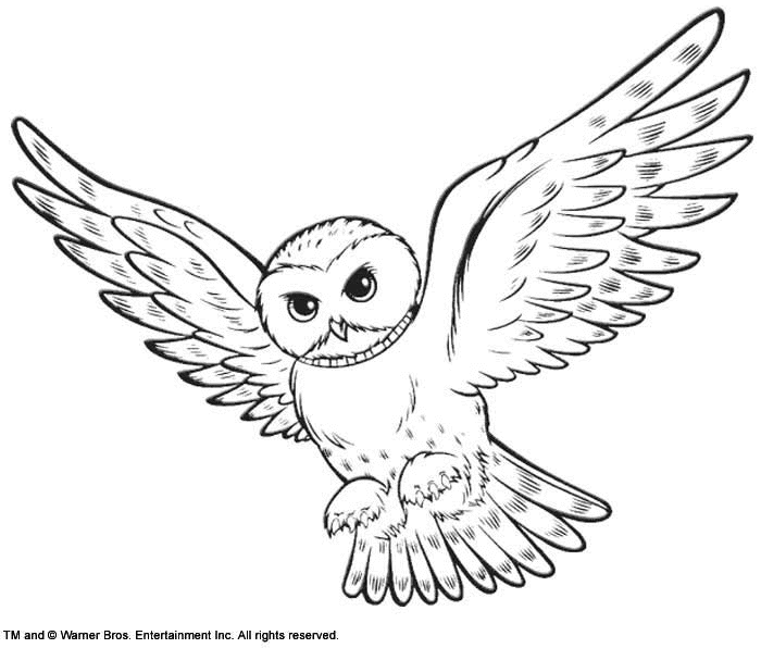 Snowy Owl Hedwig