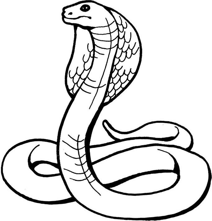 snake king cobra