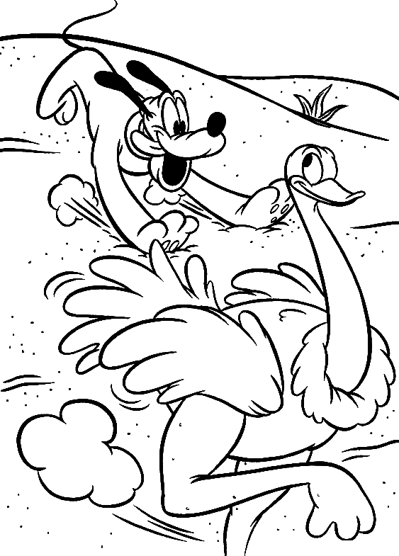 Pluto runs after an ostrich