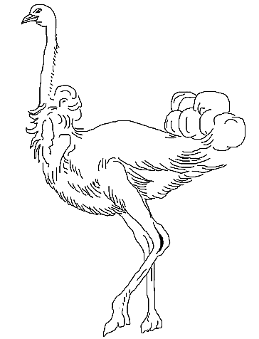 a very elegant ostrich