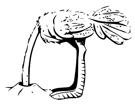 an ostrich which hides with the head in sand