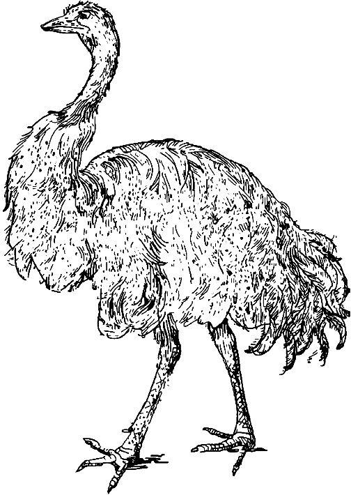 an ostrich with much of feathers